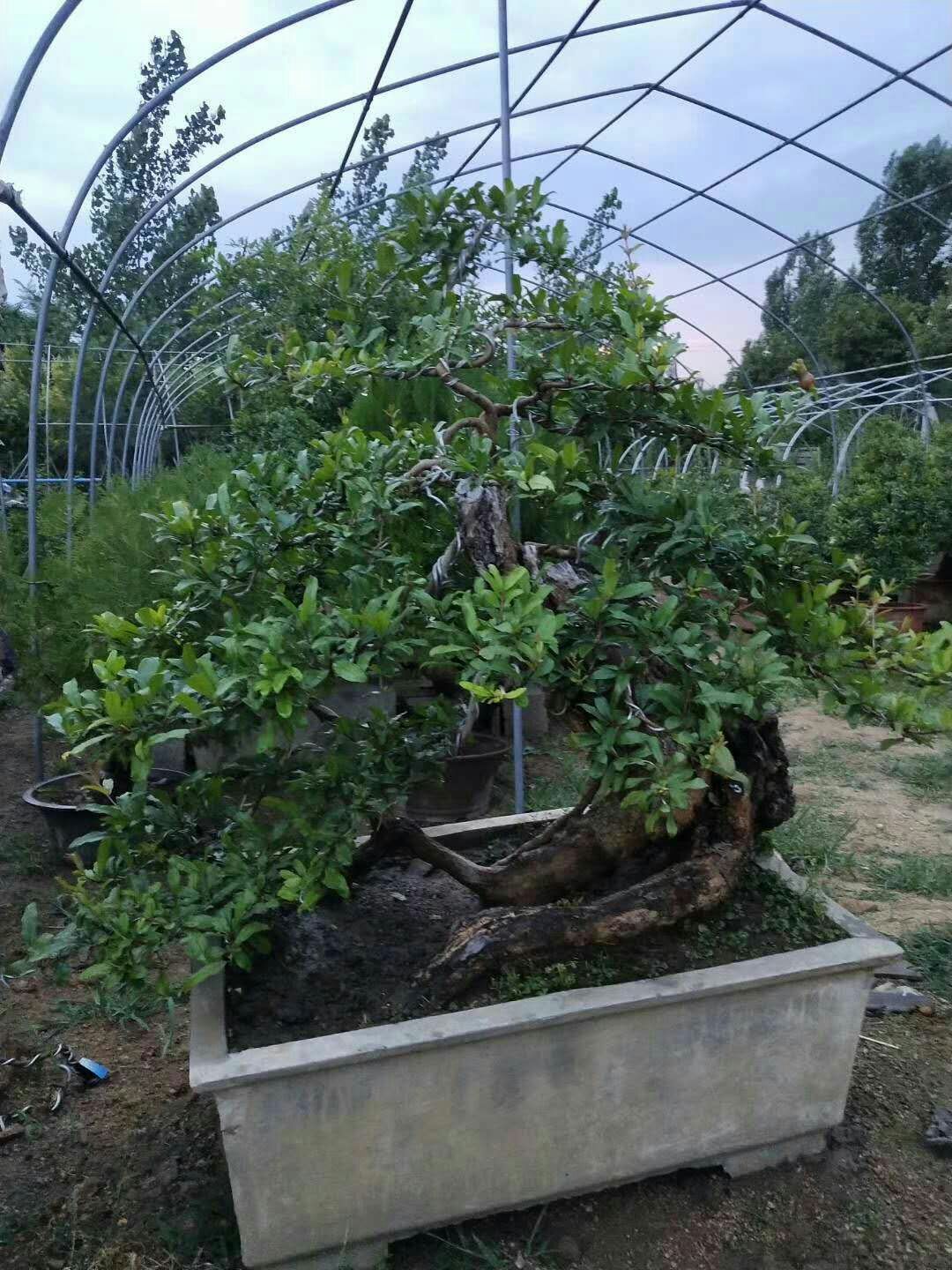 石榴盆景