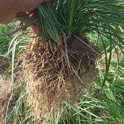 滁州 麦冬草，各种果岭草，朴树榉树紫薇单杆丛生