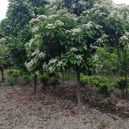 光山县 精品椤木石楠