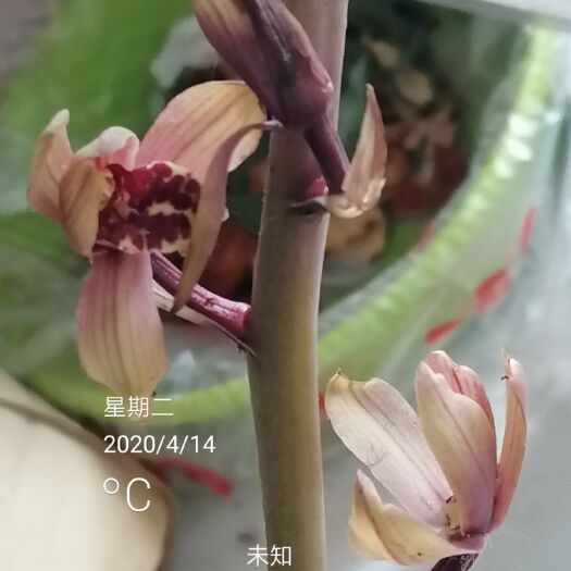 巴中 蕙兰红花荷型浓香型