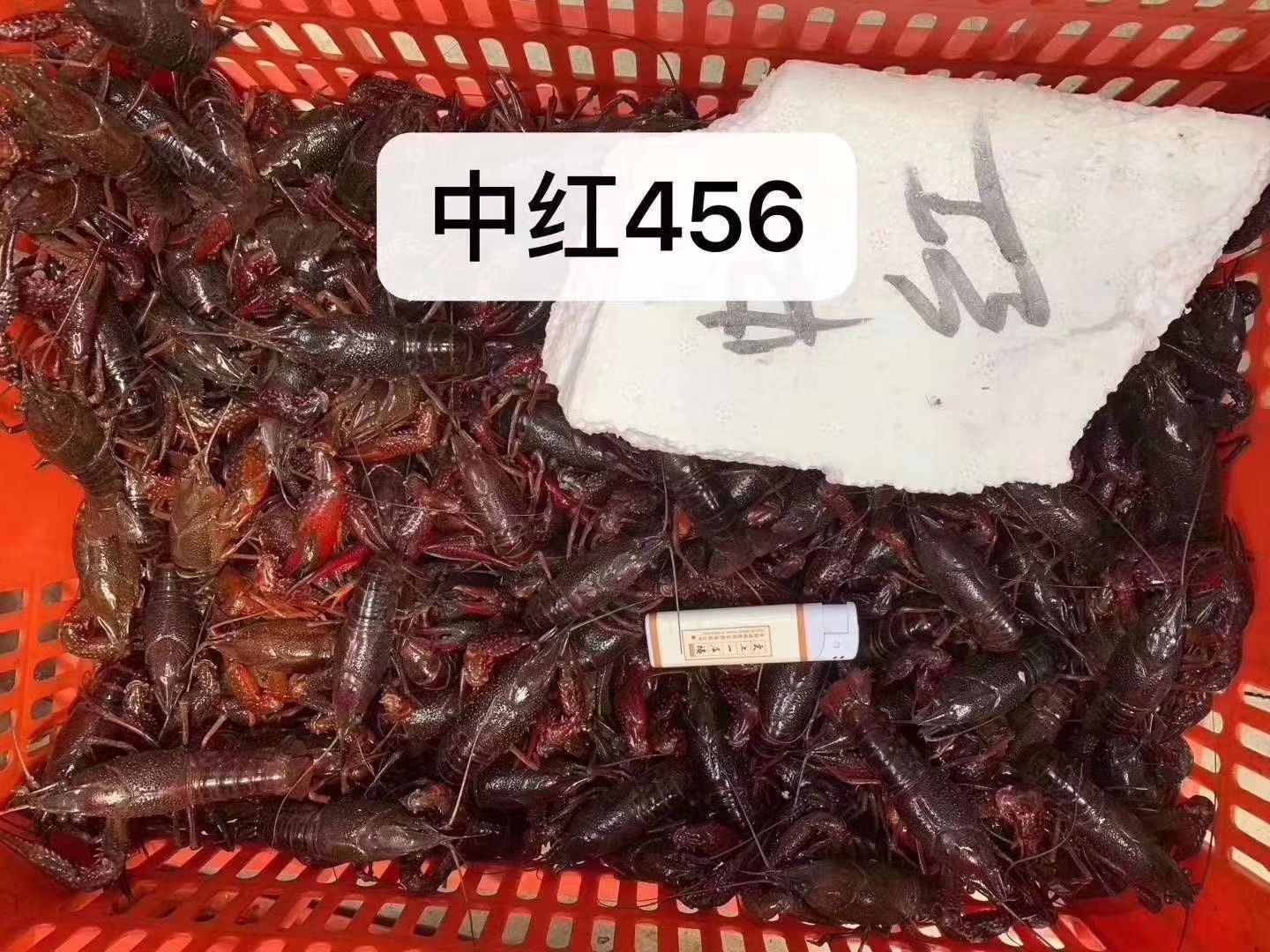  农户直销清水小龙虾，每天2000斤以上。