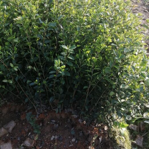 丰城市 高产油茶树苗，白花大果