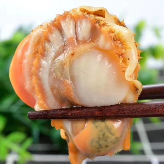 滨州冷冻扇贝肉 无冰无沙扇贝肉