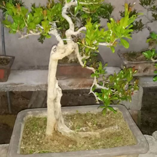枣庄 石榴盆景园林大量出售
