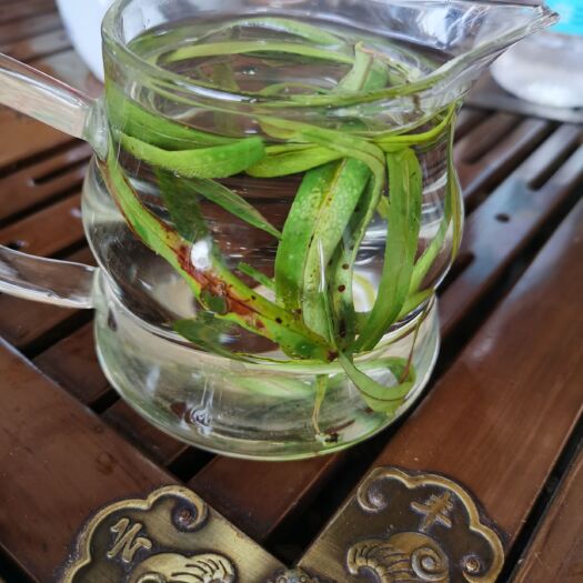昆明 化石草，老挝缅甸化石草，