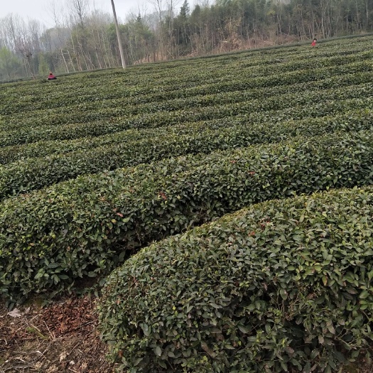 桐柏县桐柏玉叶 该茶产于大别山腹地的桐柏山，淮河之源头，貌似龙井，优于龙井。