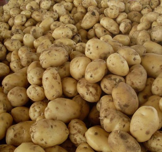  土豆原产地，农户直销