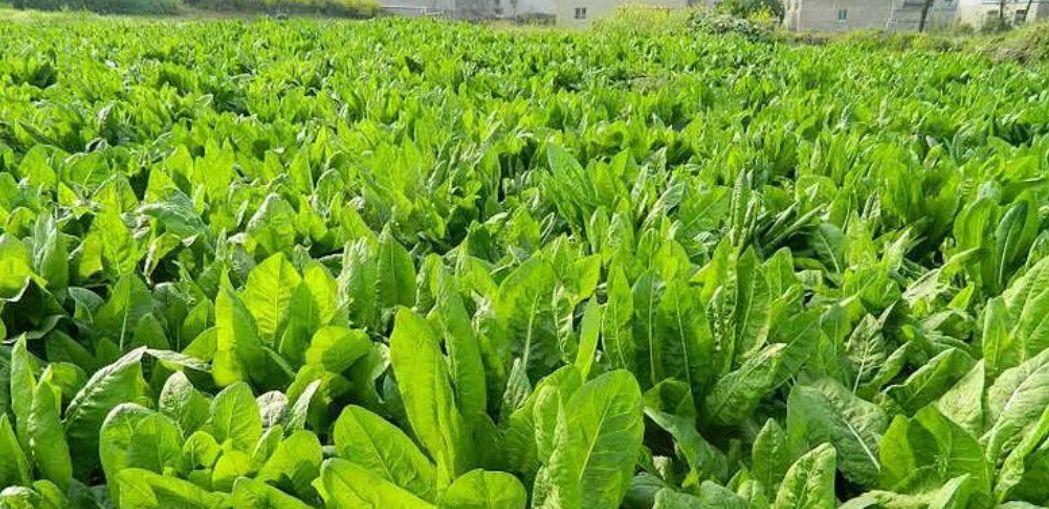 宿迁鲁梅克斯种子耐寒牧草种子优质草籽牛羊猪鸡鸭鹅鱼食用