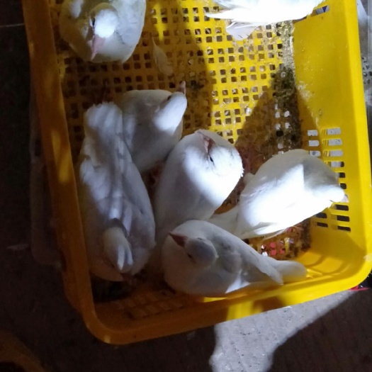 高州市中花白鸽