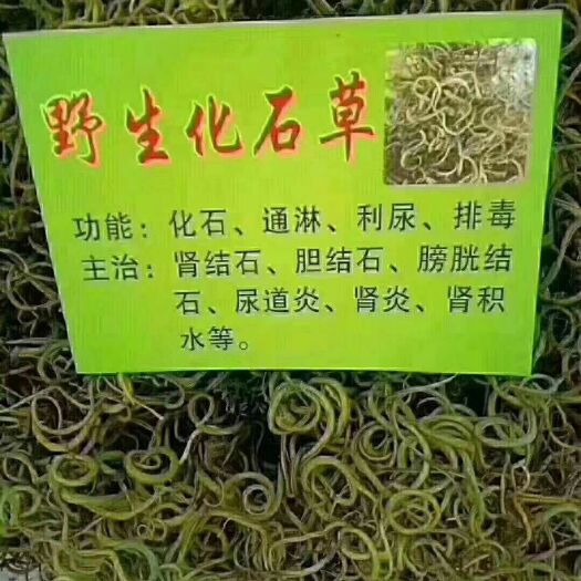 景谷县 老挝优质化石草
