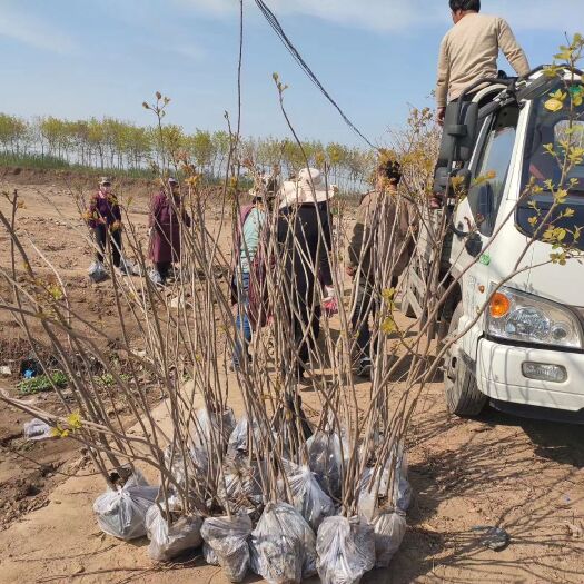 安阳县 安阳大量供应黄栌1—2的杯苗