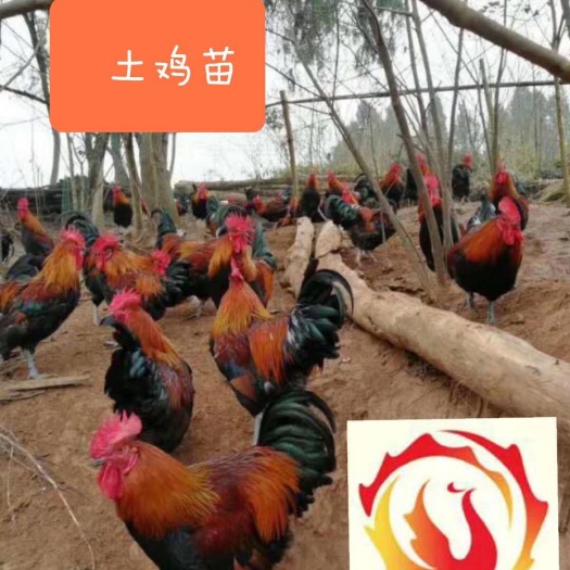 南宁土鸡苗 本场名言：优质的产品，周到的服务。客户的满意是我们进步的动力