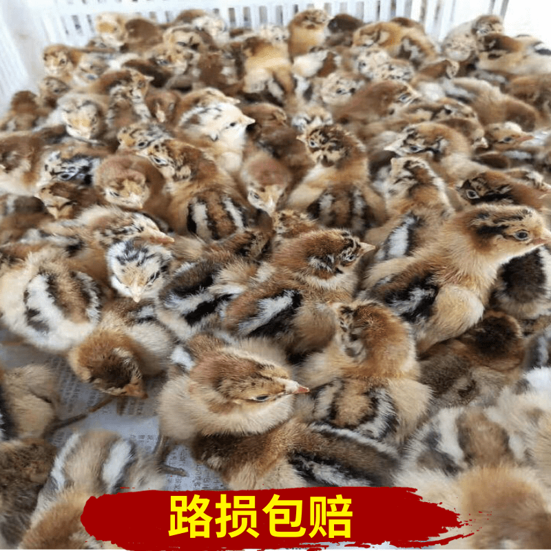  红瑶鸡苗  土鸡苗  纯种