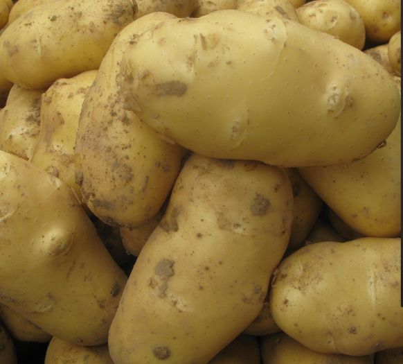  土豆原产地，农户直销