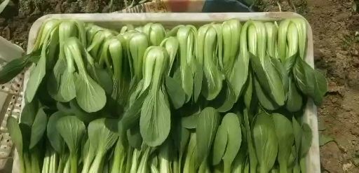 曹县精品上海青，本地大量提供出售代收代发