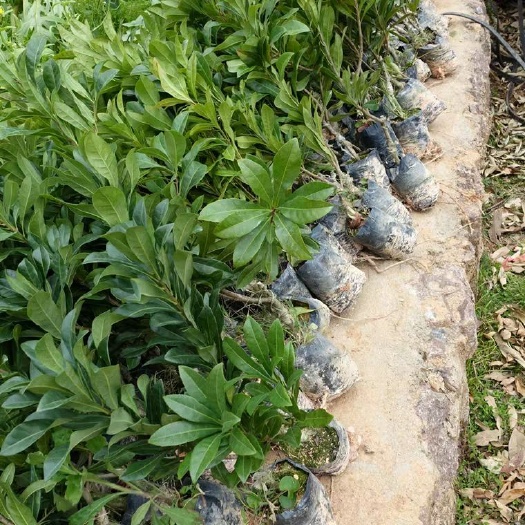 普宁市东魁杨梅树苗 正宗嫁接东魁杨梅树 苗 耐寒南北方种植果树苗 包成活当年结果