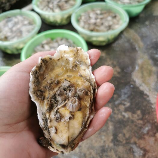饶平县汫洲大蚝 全壳生蚝烧烤店批发带壳生蚝量大从优
