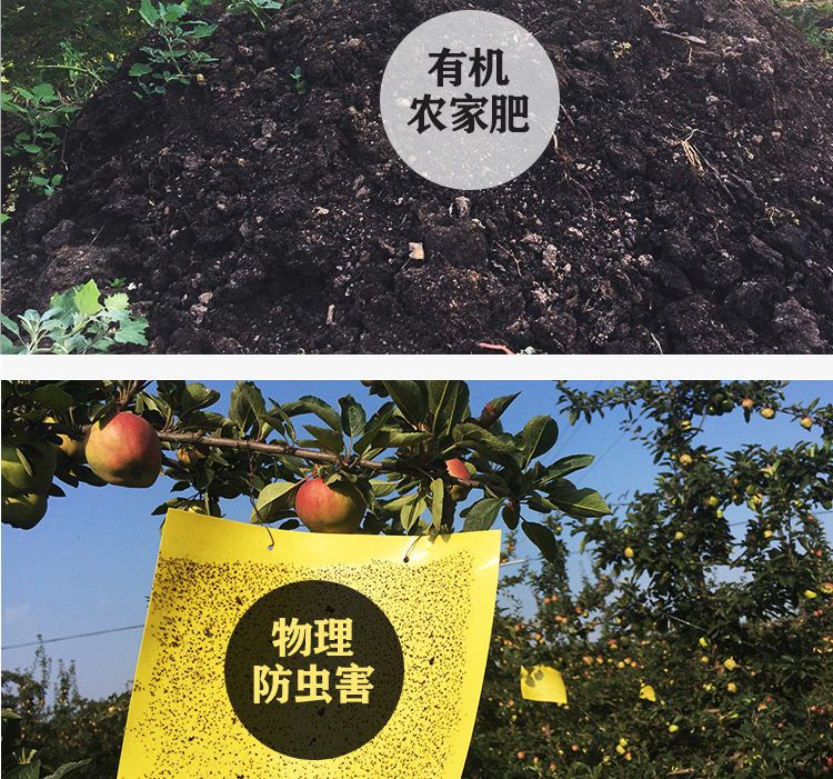  甘肃礼县花牛苹果新鲜采摘当季水果宝宝休闲辅食整箱包邮批