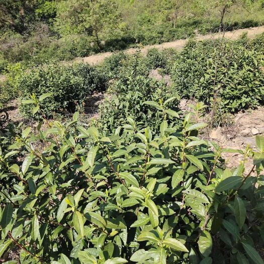 浮梁县浮梁绿茶 茶上市，一斤包邮。