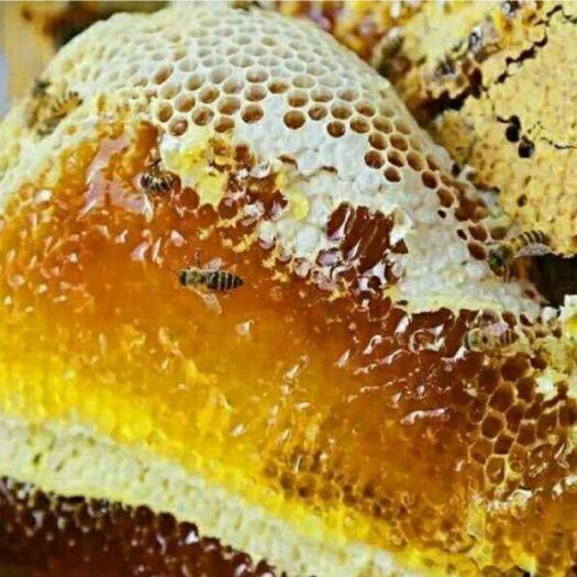 岚皋县土蜂蜜 土蜂百花蜜