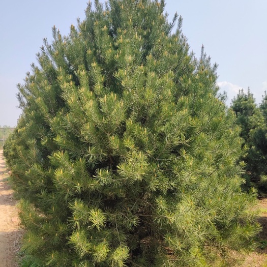 蓝田县 大量出售各种规格白皮松欢迎选购