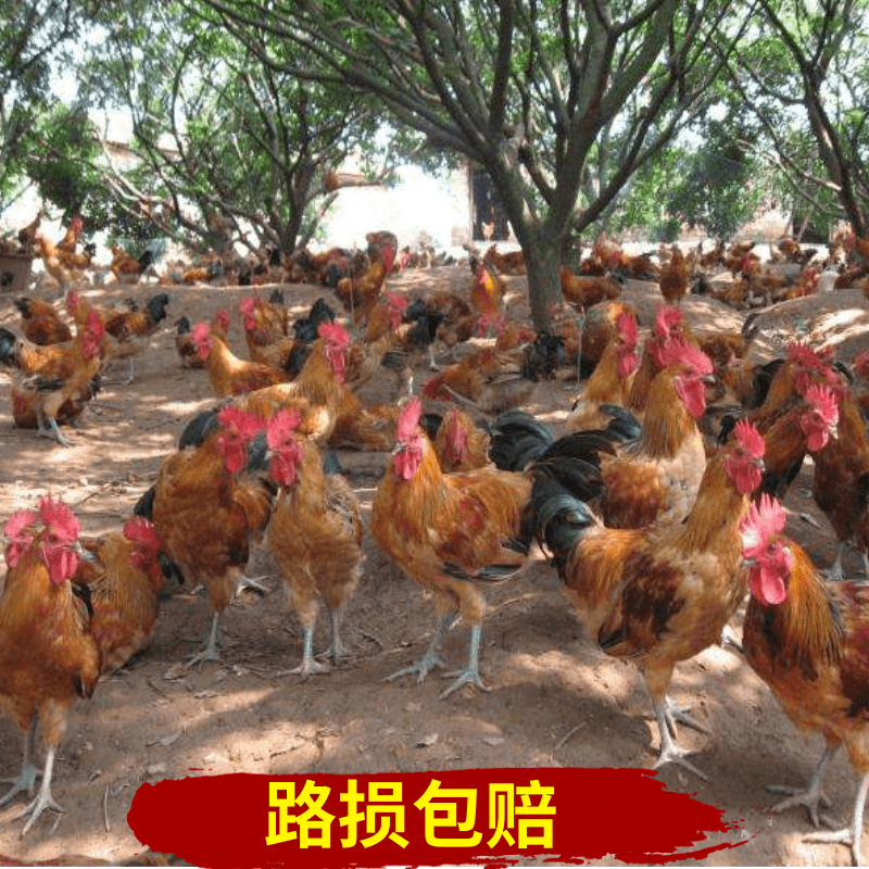  红瑶鸡苗  土鸡苗  纯种