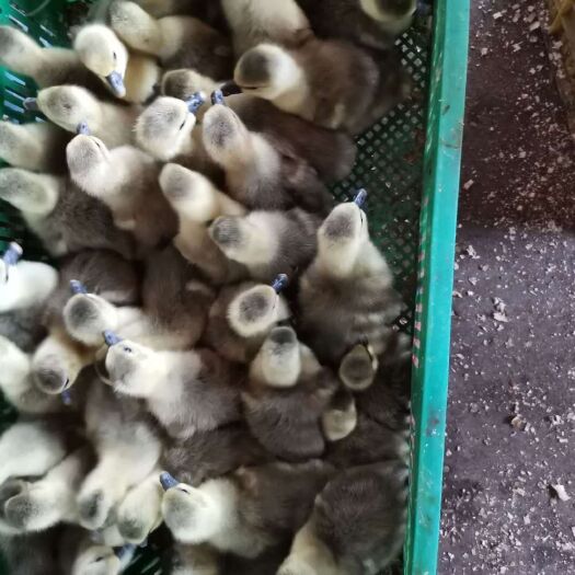 南宁郎德鹅苗 诚信企业质量保证包疫苗成活