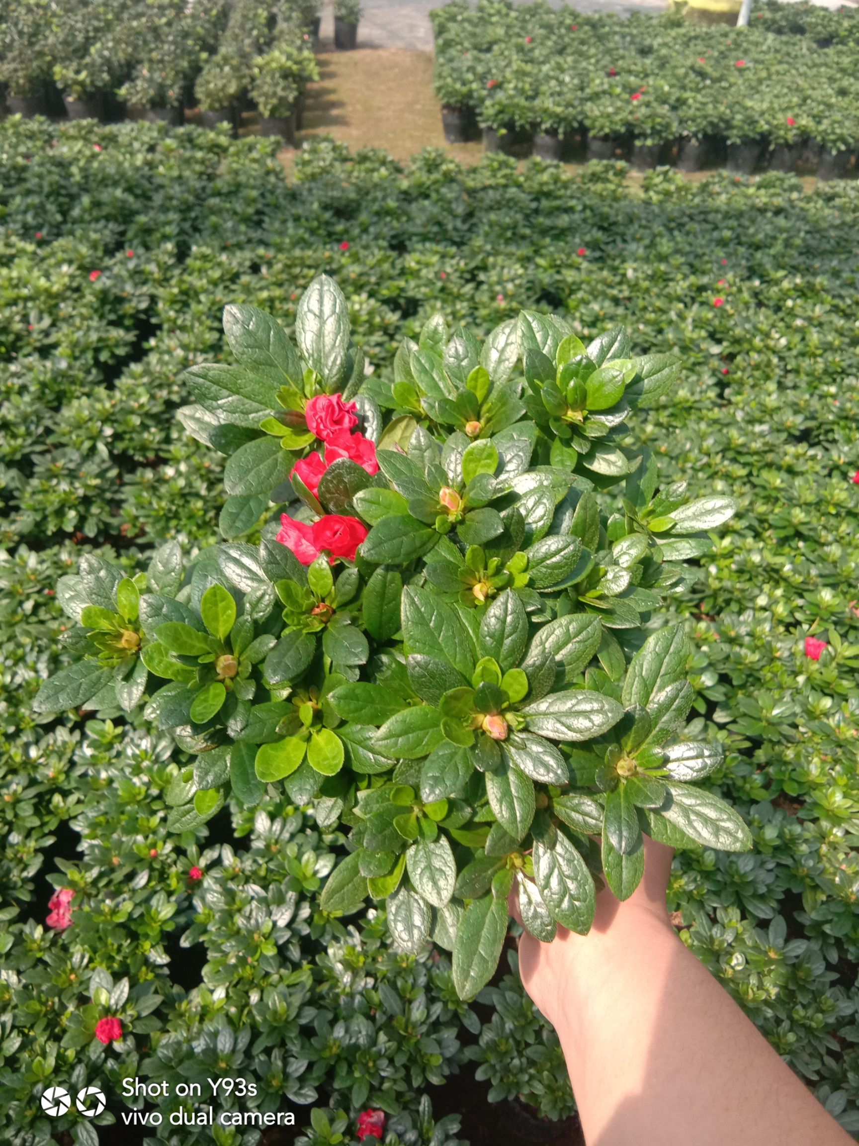 西洋杜鹃 花开大红鲜艳，花期长。适合室内外摆设观赏绿化租摆等