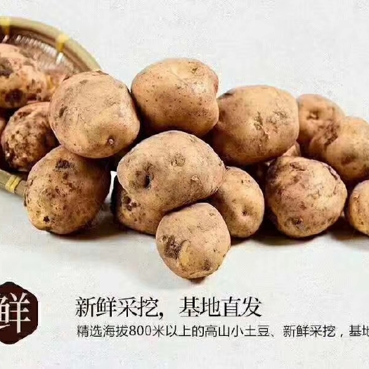 咸丰县 恩施富硒土豆
