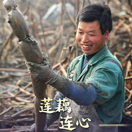 汕头 洪湖莲藕全国质量评选！