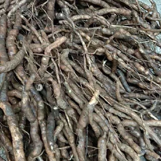 乐业县黄花倒水莲 新鲜货