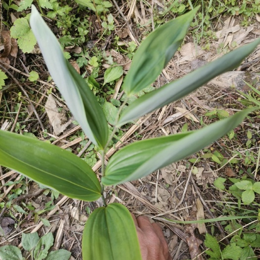 石阡县 黄精