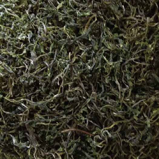 东至县毛茶 小马坑自制毛峰茶