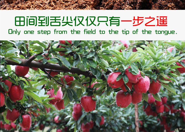  甘肃礼县花牛苹果新鲜采摘当季水果宝宝休闲辅食整箱包邮批