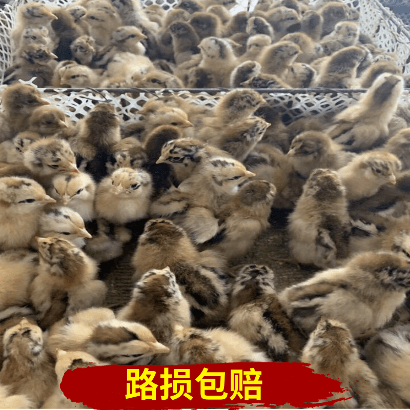  红瑶鸡苗  土鸡苗  纯种