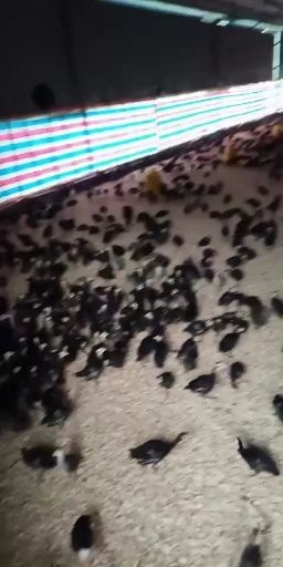 南宁 青铜鸡苗，保证正品