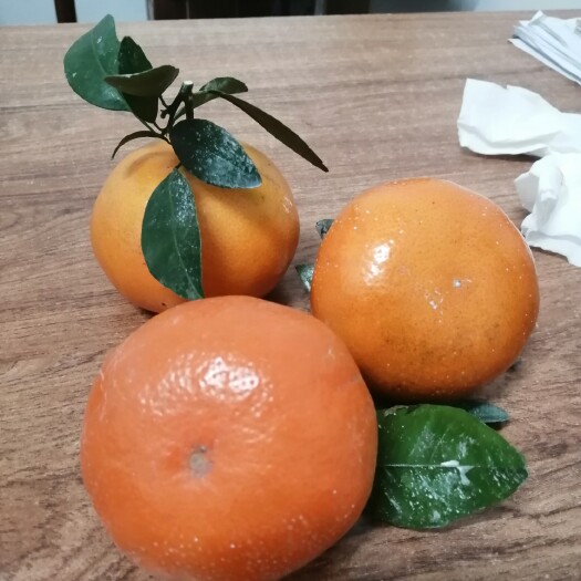 灵山县 65起茂谷柑！百分之70的果能达到精品