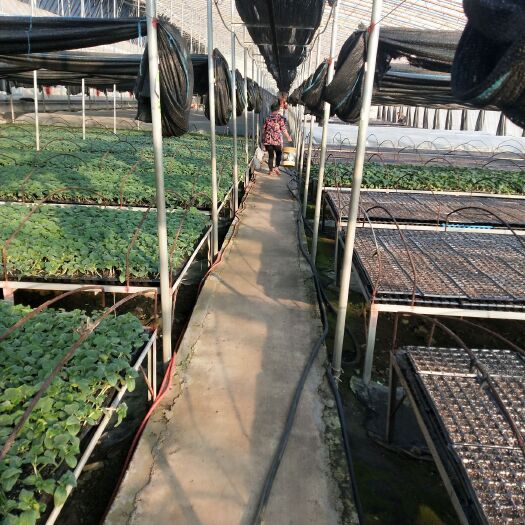 栽培基质  育苗基质 做最好的产品回馈客户对公司的信任