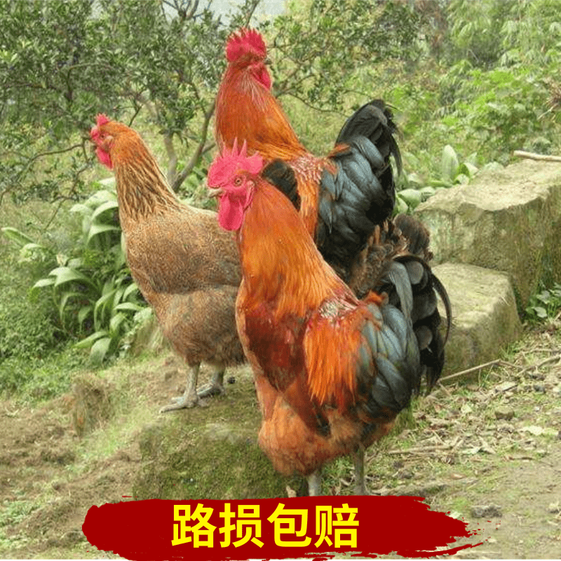  红瑶鸡苗  土鸡苗  纯种