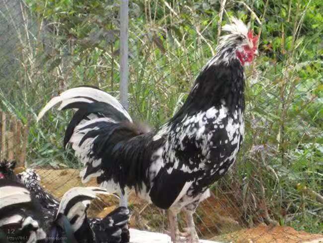 南宁 贵妃鸡苗 孵化场基地直供