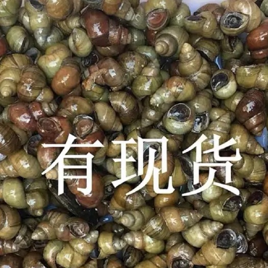 如皋市淡水薄壳田螺