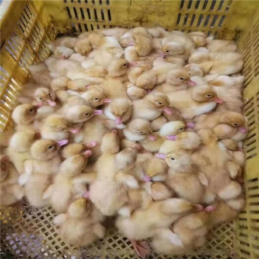 南宁白鸭苗 诚信企业质量保证包疫苗成活