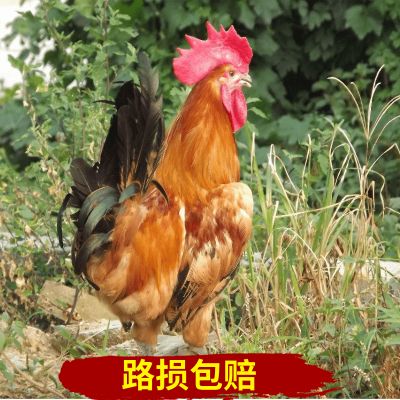  红瑶鸡苗  土鸡苗  纯种
