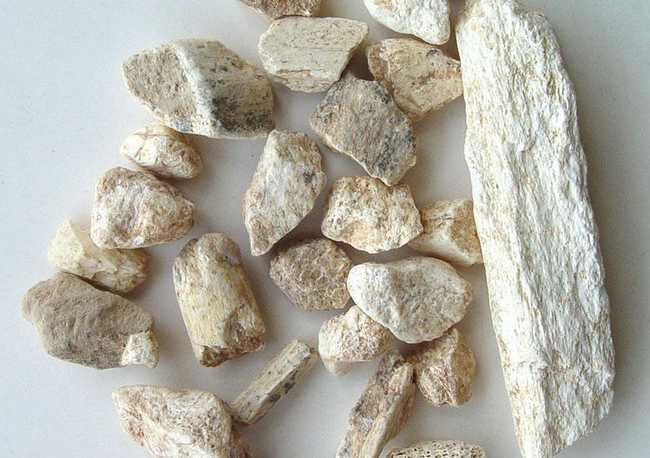 礼县 甘肃水洗正品龙骨