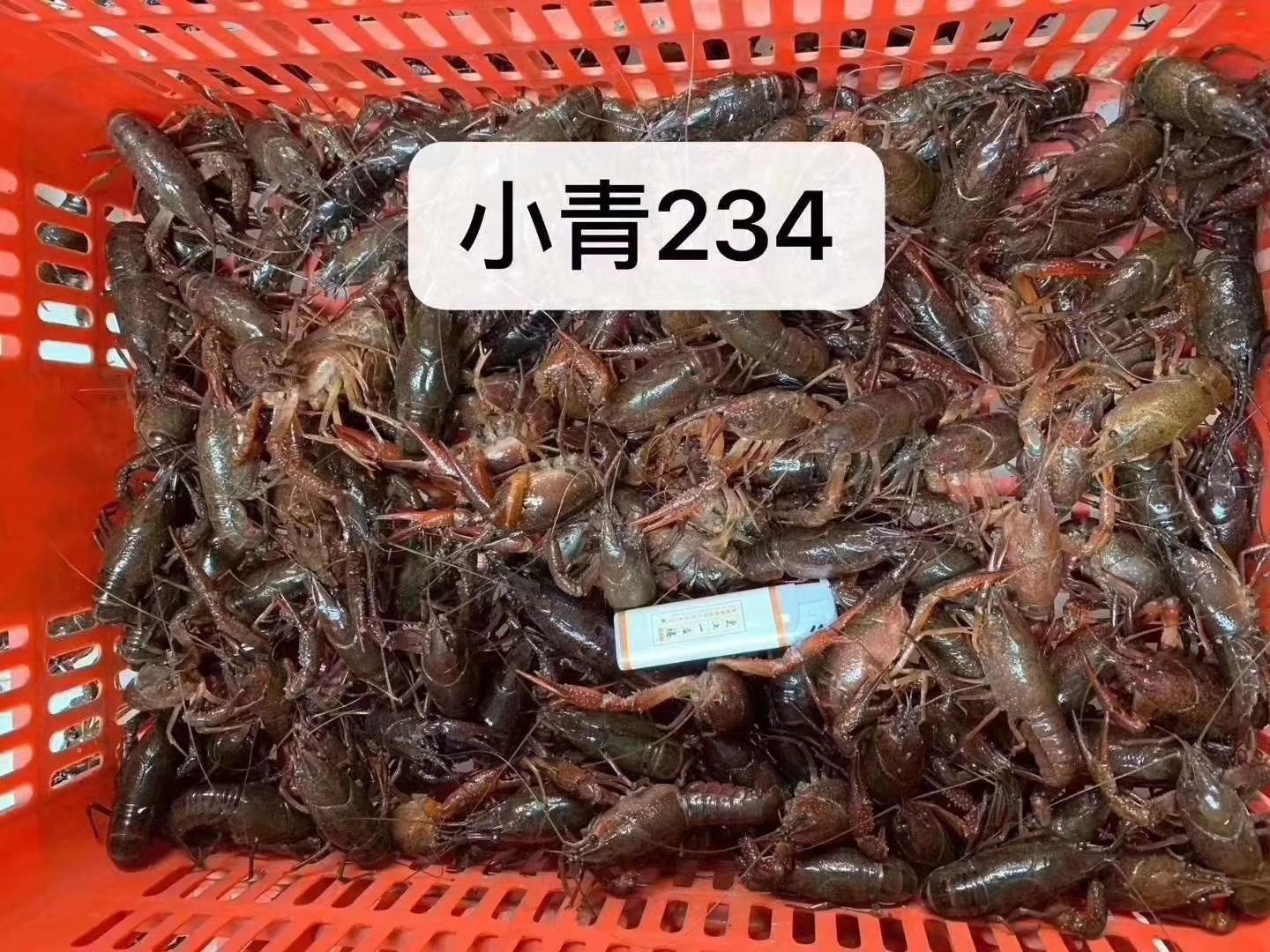 农户直销清水小龙虾，每天2000斤以上。