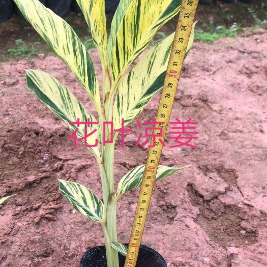 花叶良姜盆栽 花叶凉姜