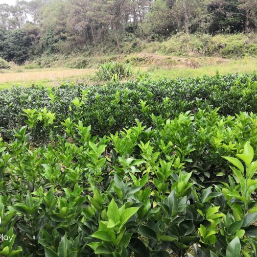 钦州余甘果苗 余甘