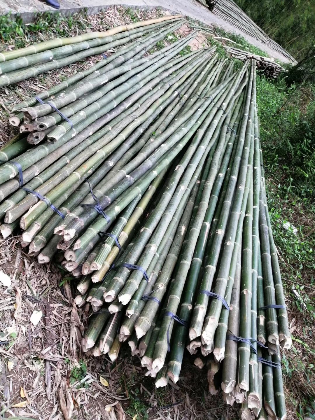 大量毛竹、排山竹出售，自产自销，，价格实惠，有意者请联系！