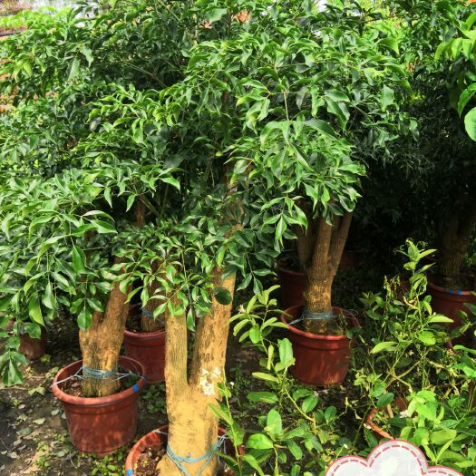 成都幸福树盆栽 幸福树