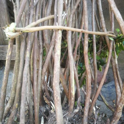 道县 映山红（红色花）